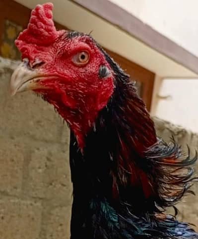 aseel murga Vietnam breed