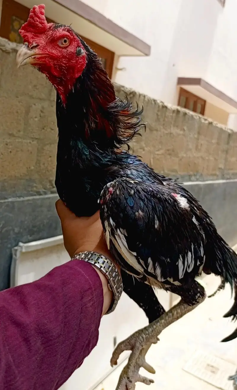 aseel murga Vietnam breed — photo 2