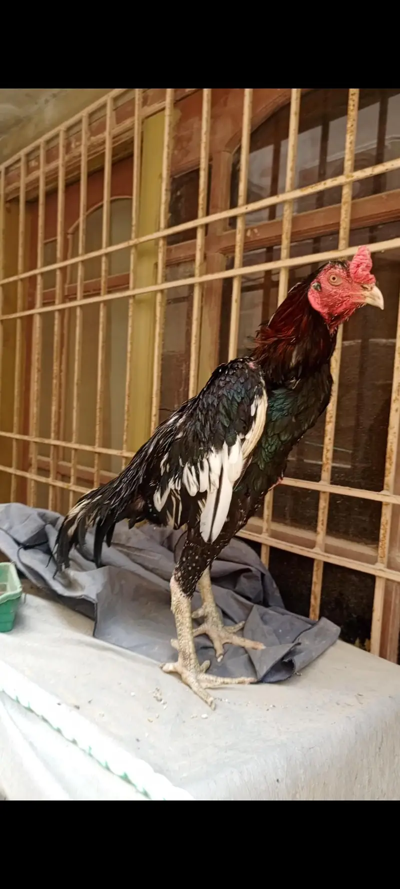 aseel murga Vietnam breed — photo 3