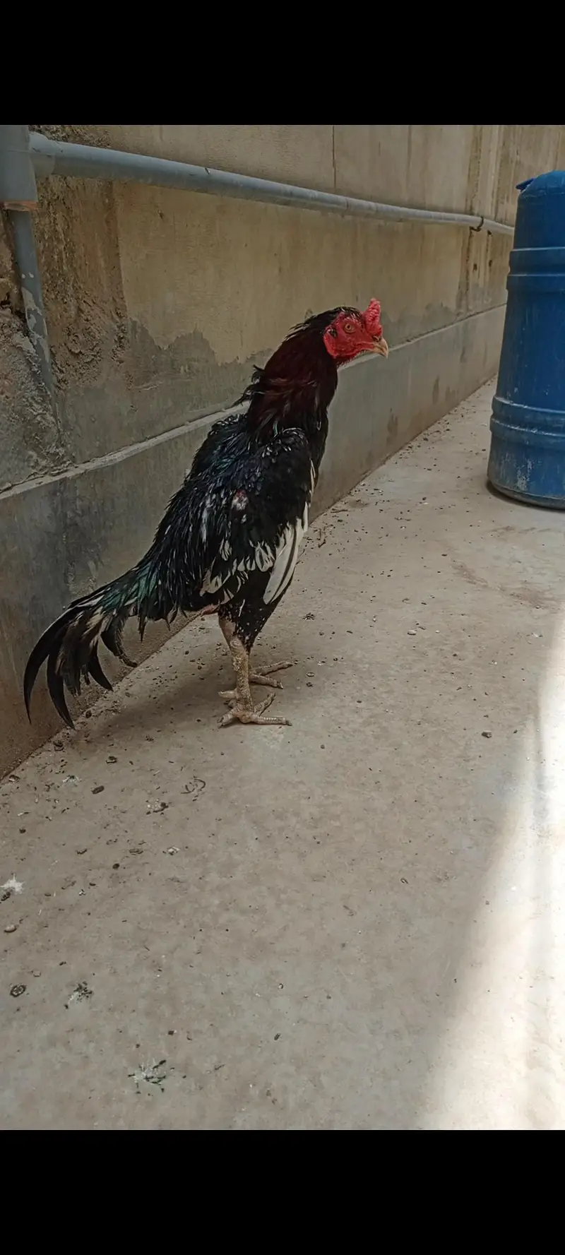 aseel murga Vietnam breed — photo 4