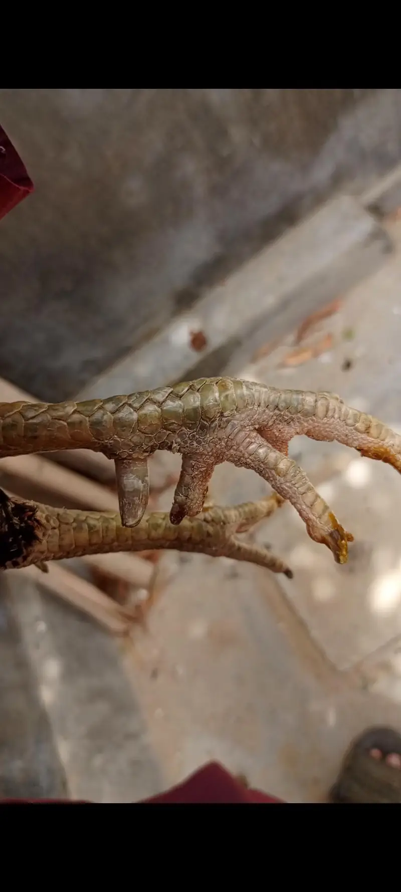 aseel murga Vietnam breed — photo 5