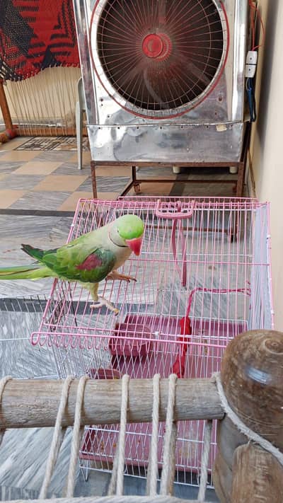 parrot