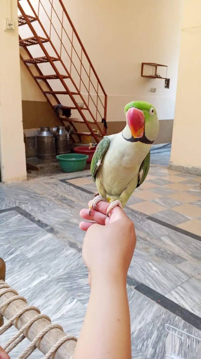 parrot — photo 2