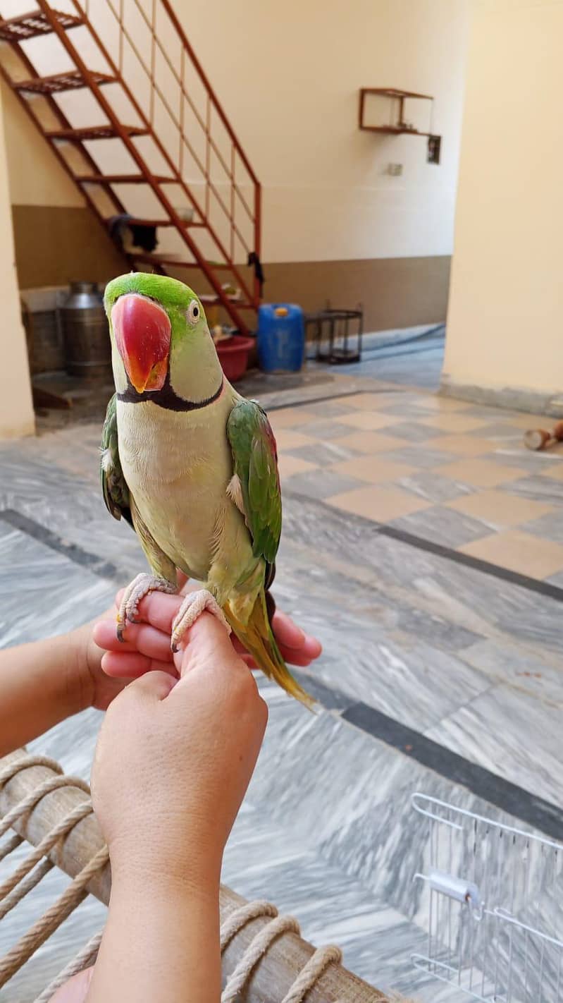 parrot 2