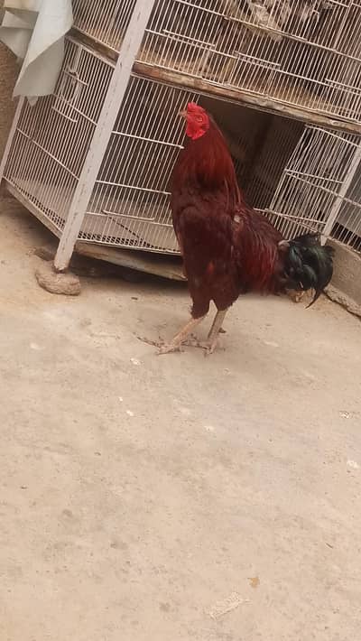 breeder cook