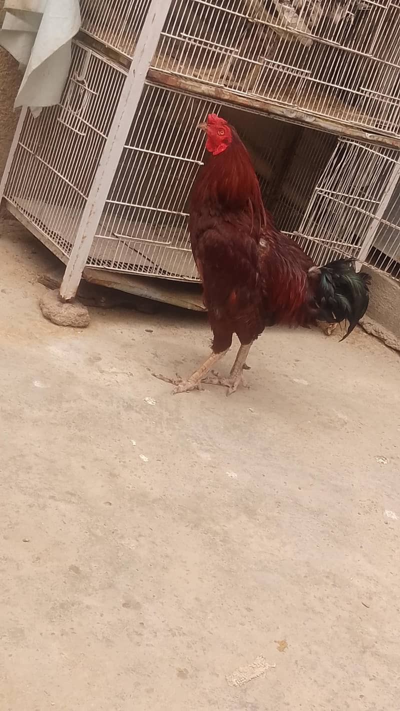 breeder cook 0