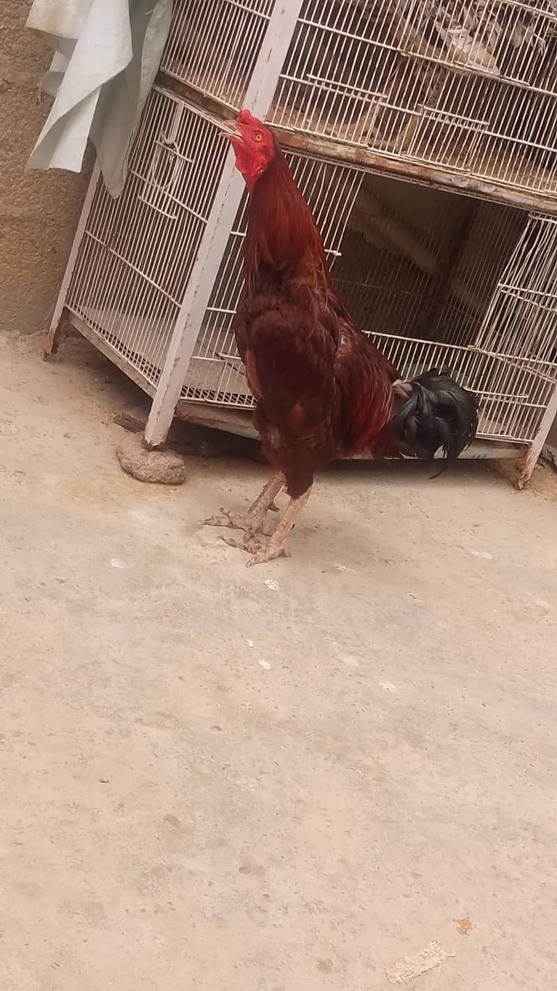 breeder cook 1