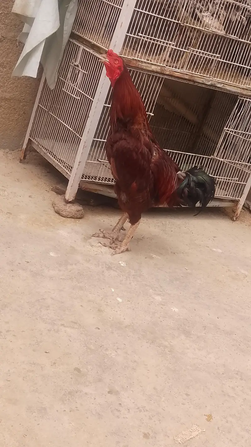 breeder cook — photo 2