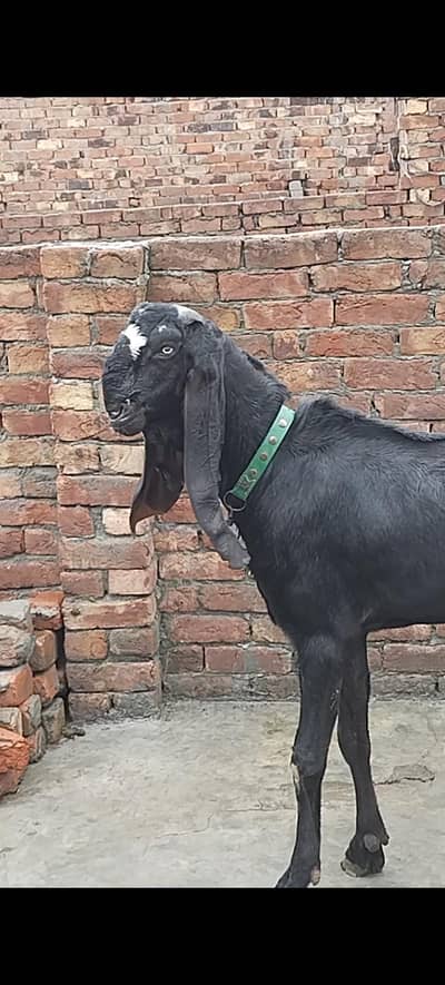 beetal Bakra bohat achi chez hai