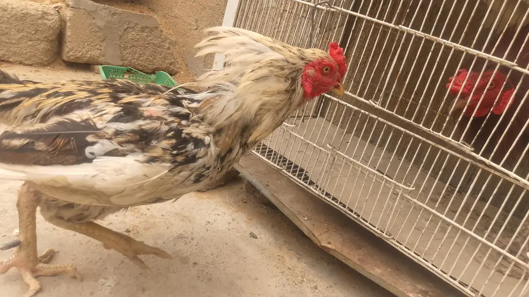 breeder cook — photo 6