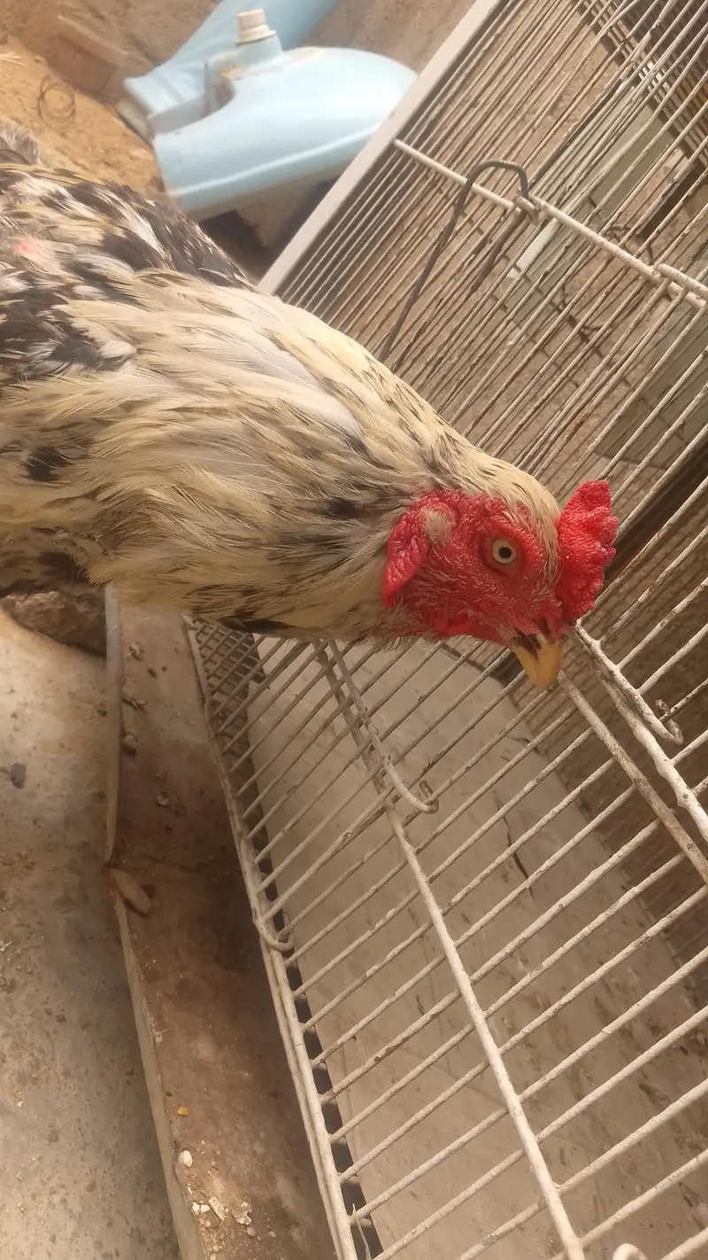 breeder cook — photo 7