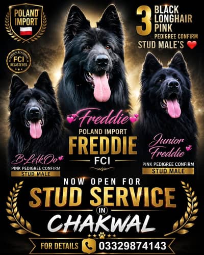 German shepherds show Quality