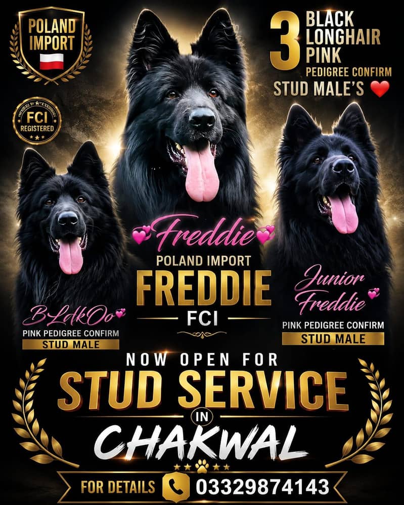 German shepherds show Quality 0