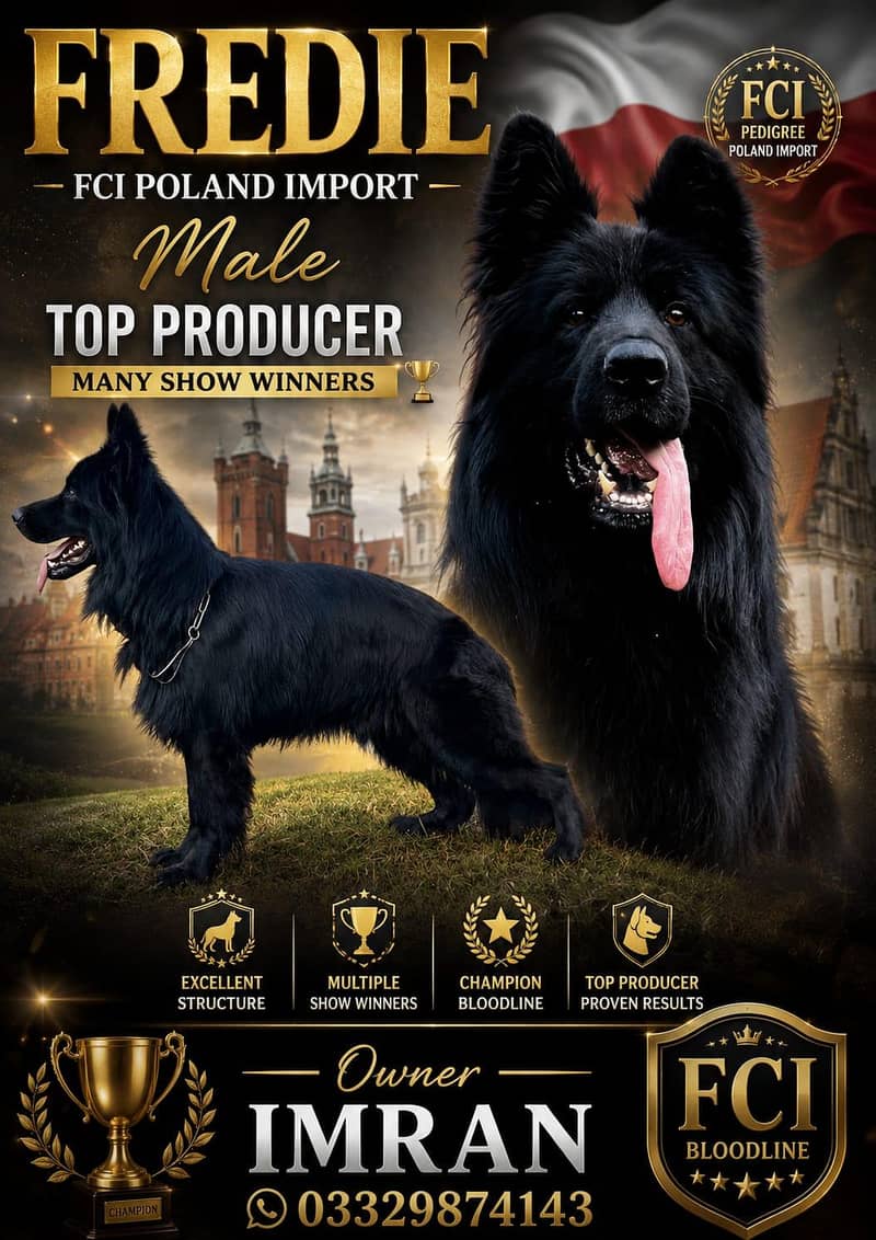German shepherds show Quality 3