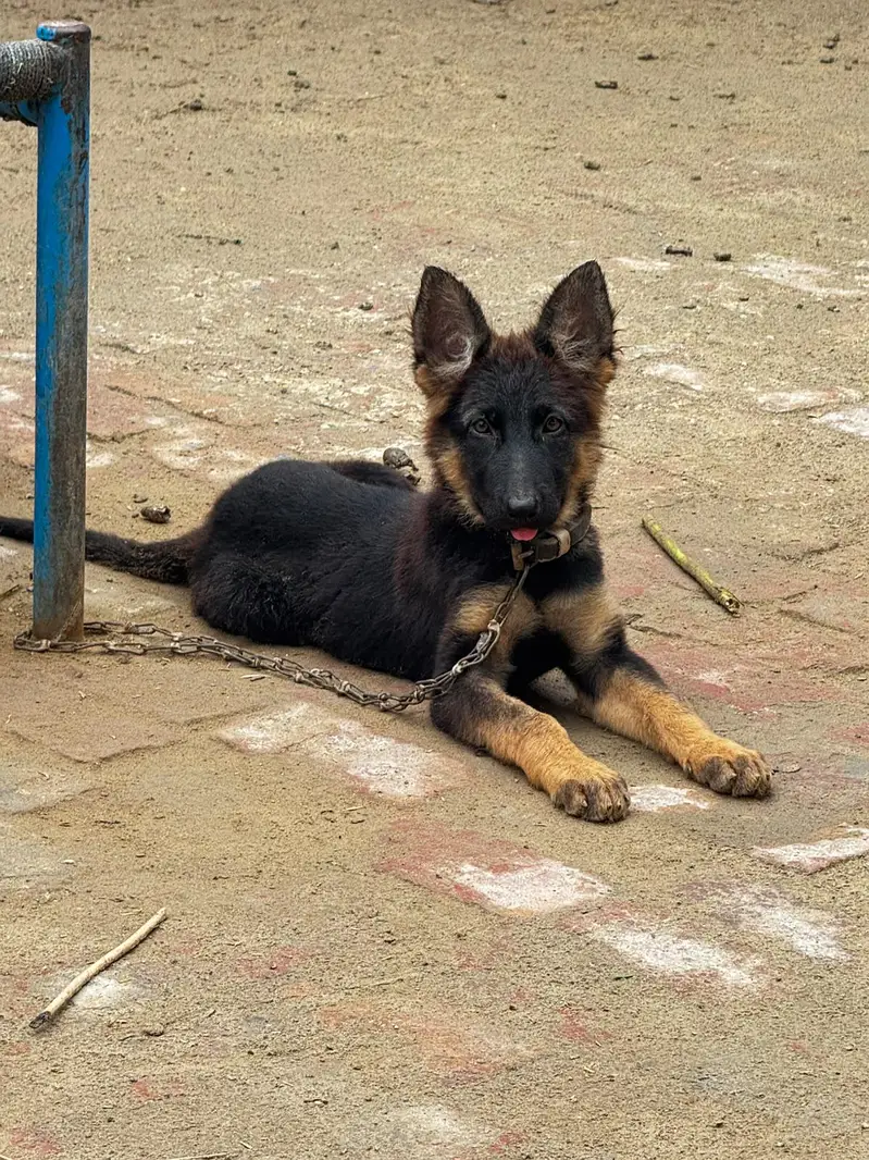 german shepherd black mask puppy — photo 2