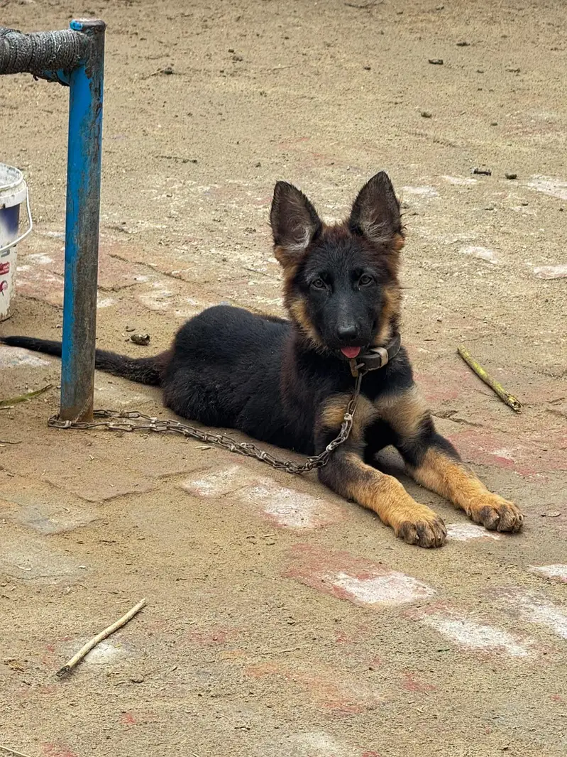 german shepherd black mask puppy — photo 3