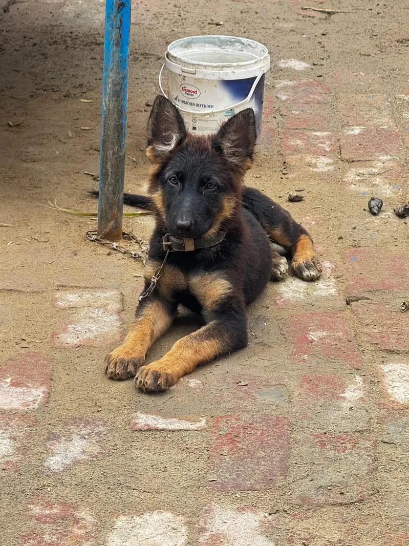 german shepherd black mask puppy — photo 4