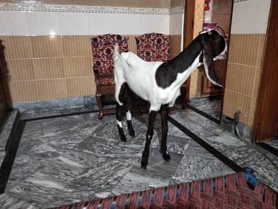 fresh 2 dant hoii ha 20 din ki cross ha ghar ka acha breeder sa