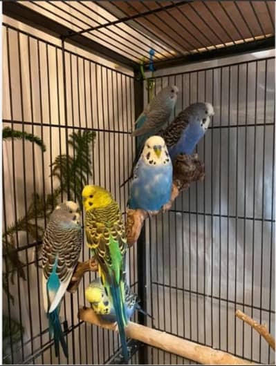 budgies for sale