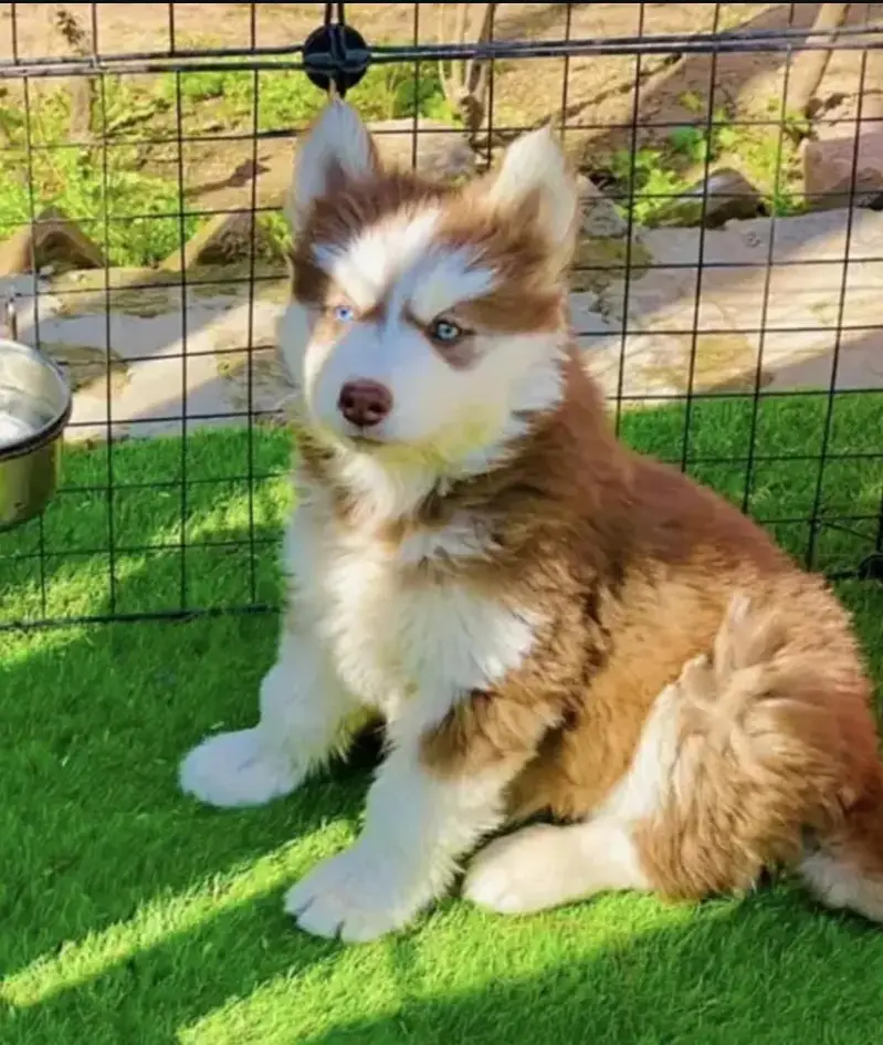 Siberian husky puppy blue eyes pure husky — photo 3