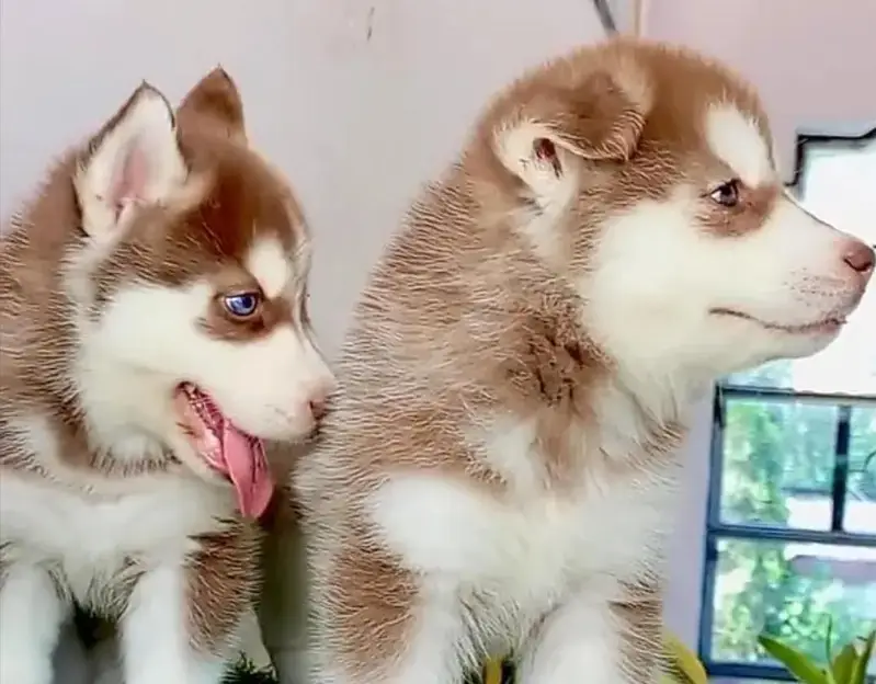 Siberian husky puppy blue eyes pure husky — photo 4