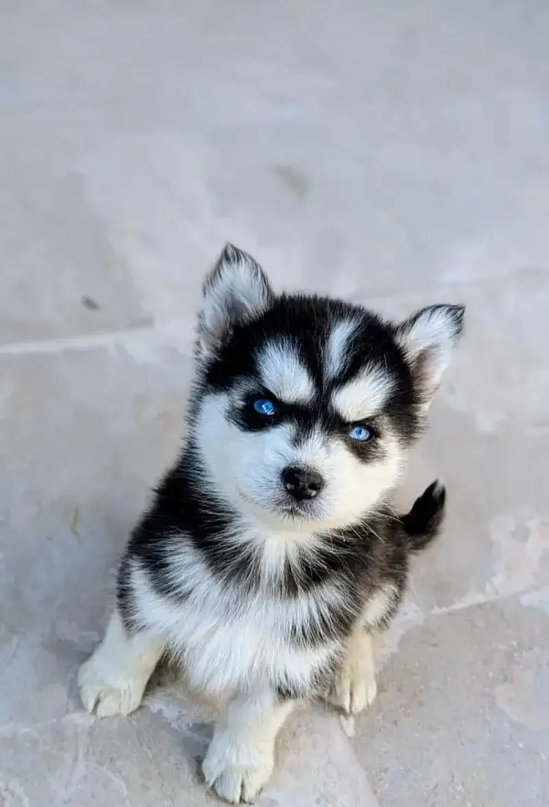Siberian husky puppy blue eyes pure husky — photo 5