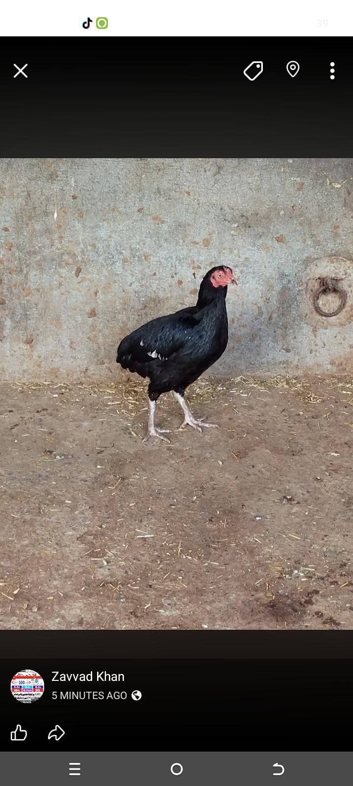 egg  0