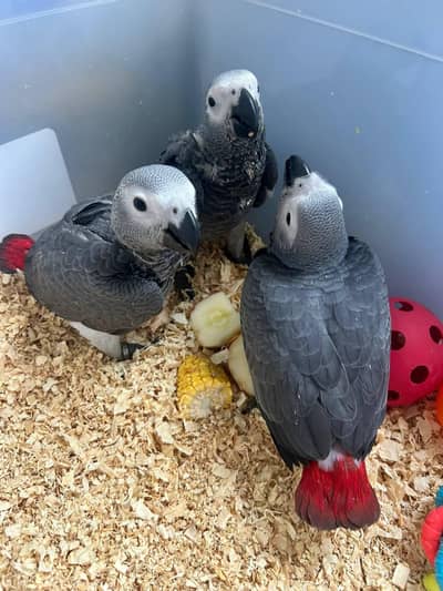 African grey parrot chicks for sale (03297106709)
