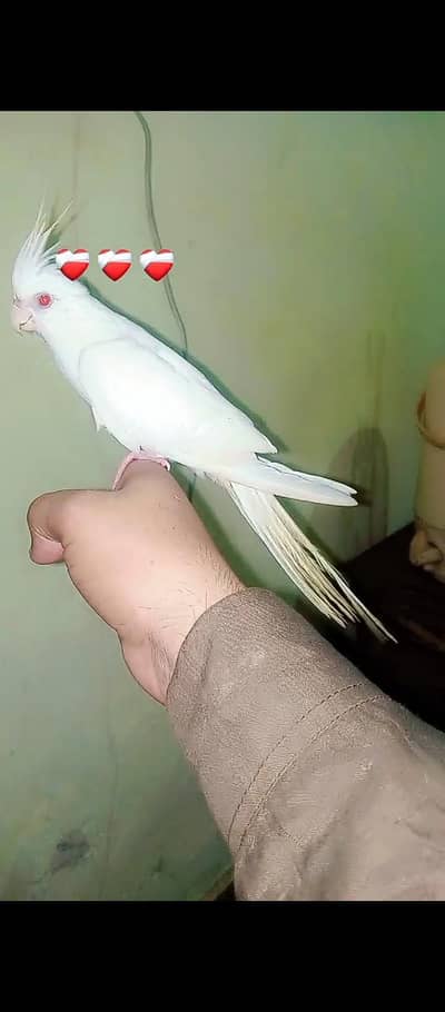 different hand tame and wild parrot available ha