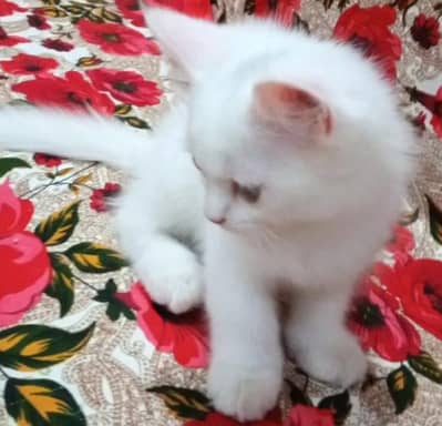 White Persian Kitten