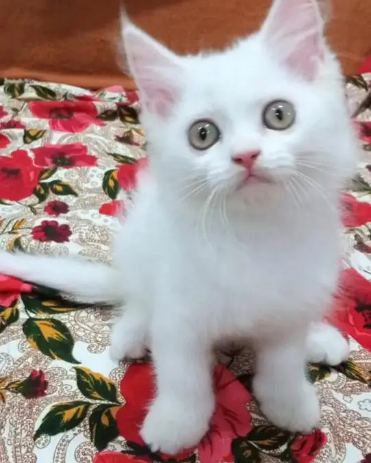 White Persian Kitten — photo 2