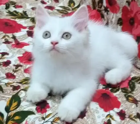White Persian Kitten — photo 3