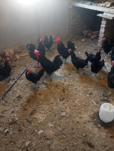 Australorp chickens for sale