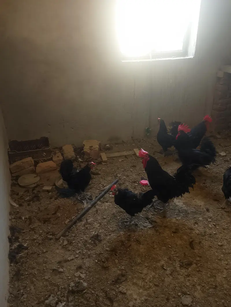 Australorp chickens for sale — photo 2