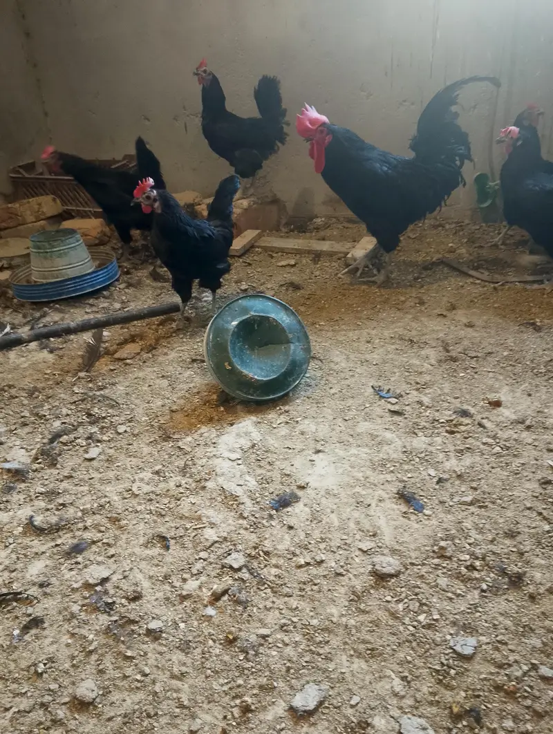 Australorp chickens for sale — photo 3