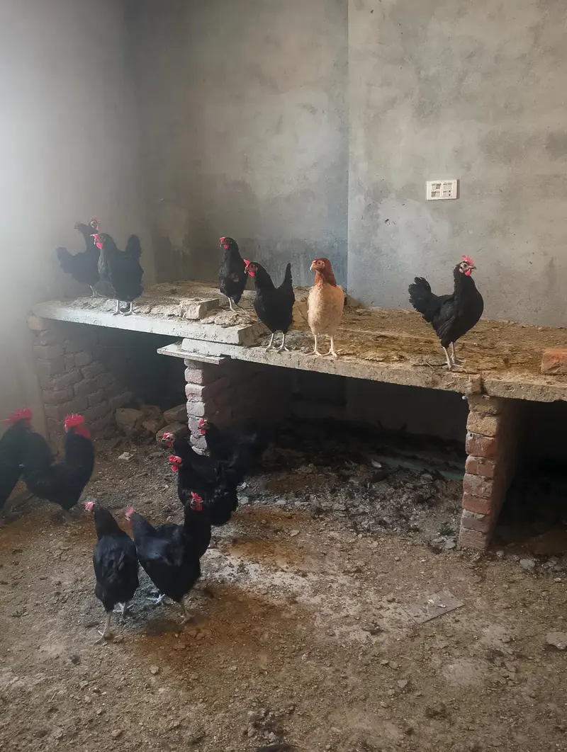 Australorp chickens for sale — photo 4
