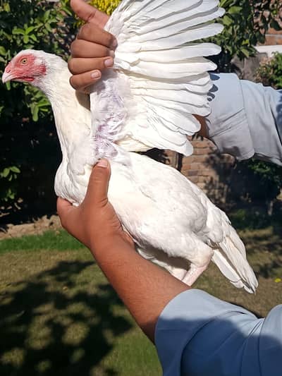 Paper white heera madi