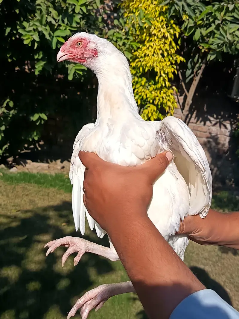Paper white heera madi — photo 3