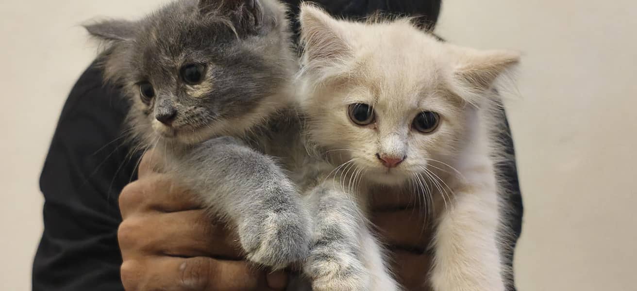 cat sell 0