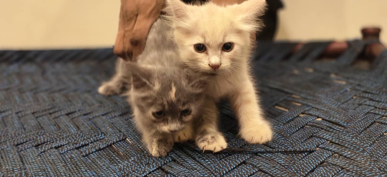 cat sell 1