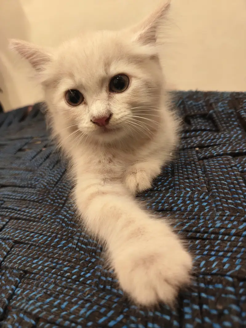 cat sell — photo 3