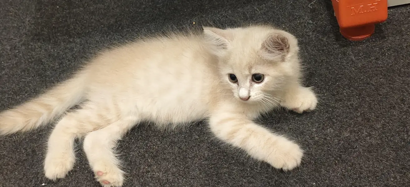 cat sell — photo 4