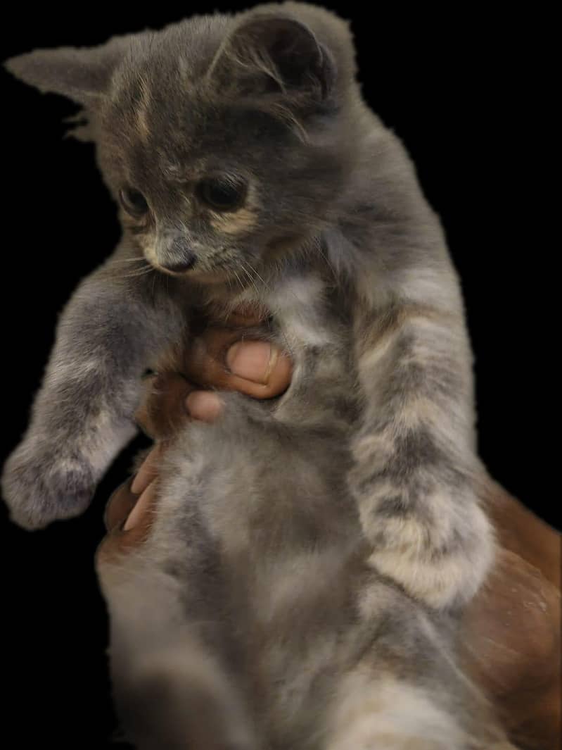 cat sell 4