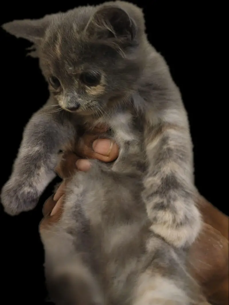 cat sell — photo 5