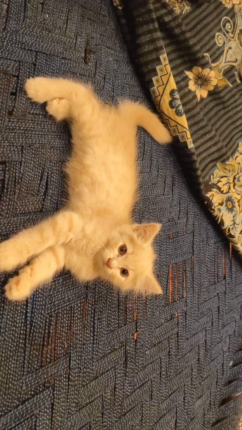 cat sell 5