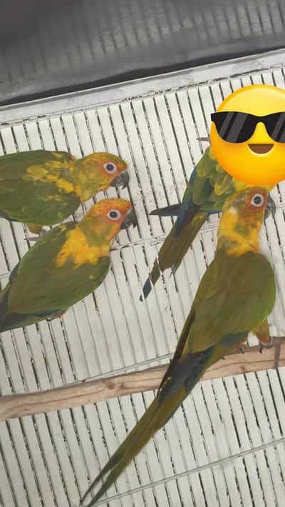 Sun Conure Pathay-3 Piece