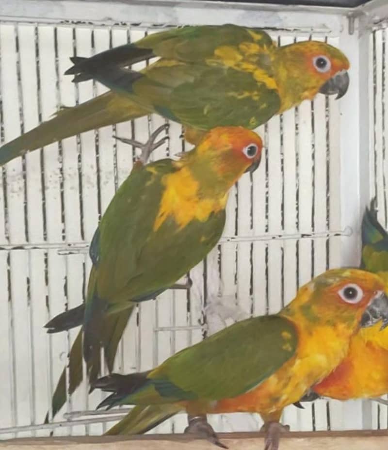 Sun Conure Pathay-3 Piece 1