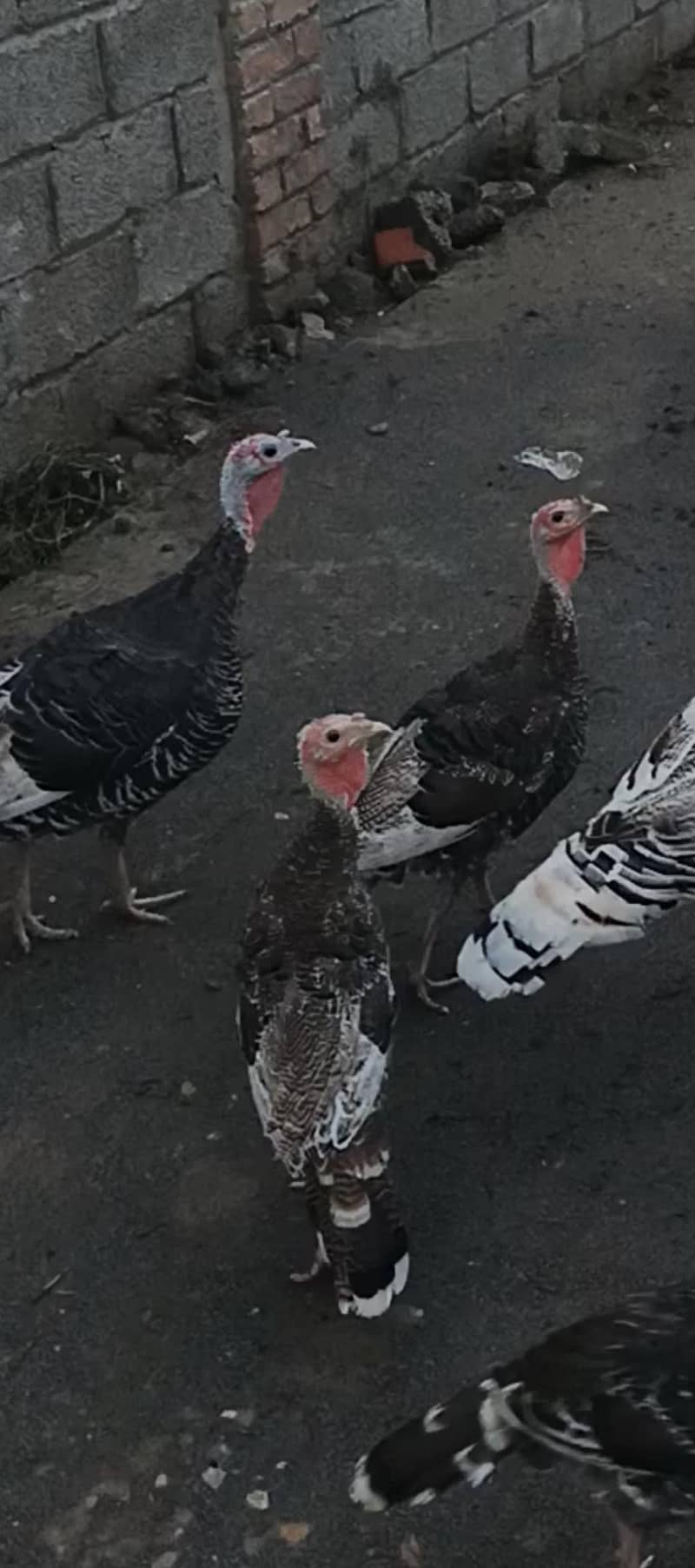 turkey pathy 0