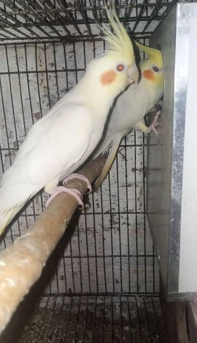 Common White Cocktail breeder pair 110%