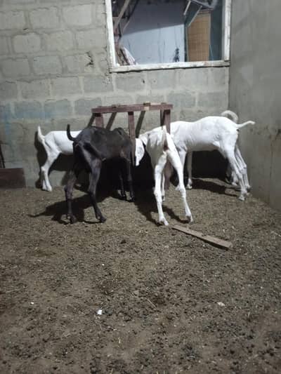 all setup total 5 1 male kamori 2 male gulabi 2 female gulabi